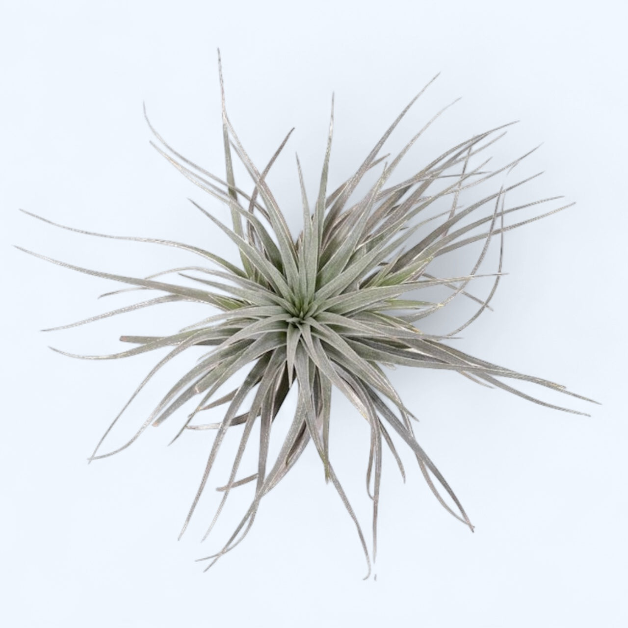 Tillandsia Super Silver - planta aeriana
