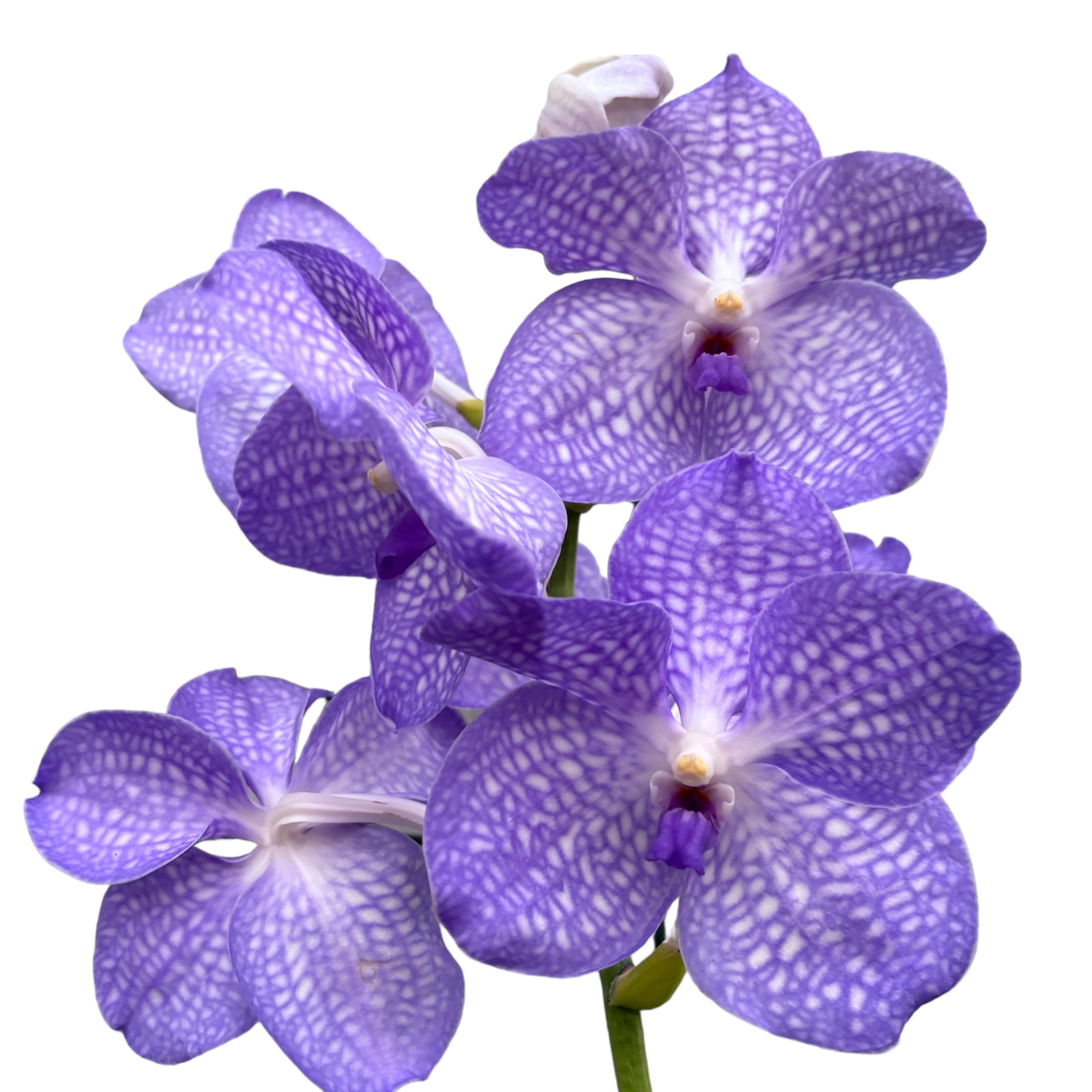 Vanda Kanchana Angelite (ANSU)
