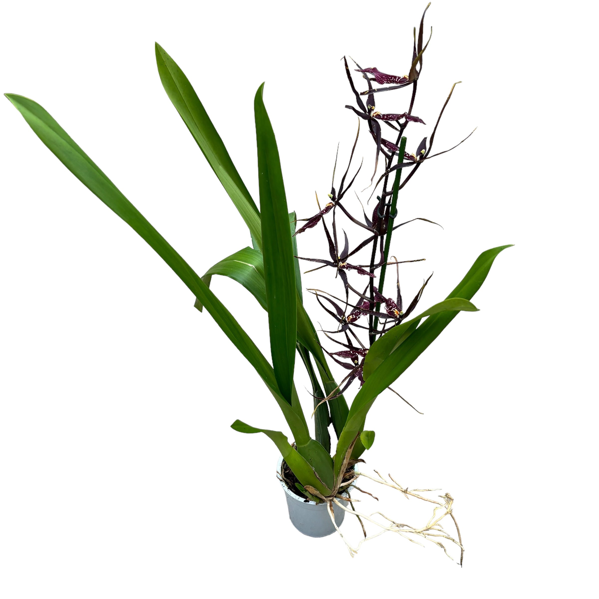 Wilhelmara Pinot Princesse