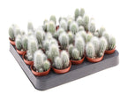 Cleistocactus strausii (Silver Torch) - cactus argintiu columnar