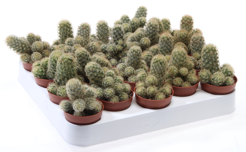 Mammillaria elongata rumena (kaktus Ladyfinger)