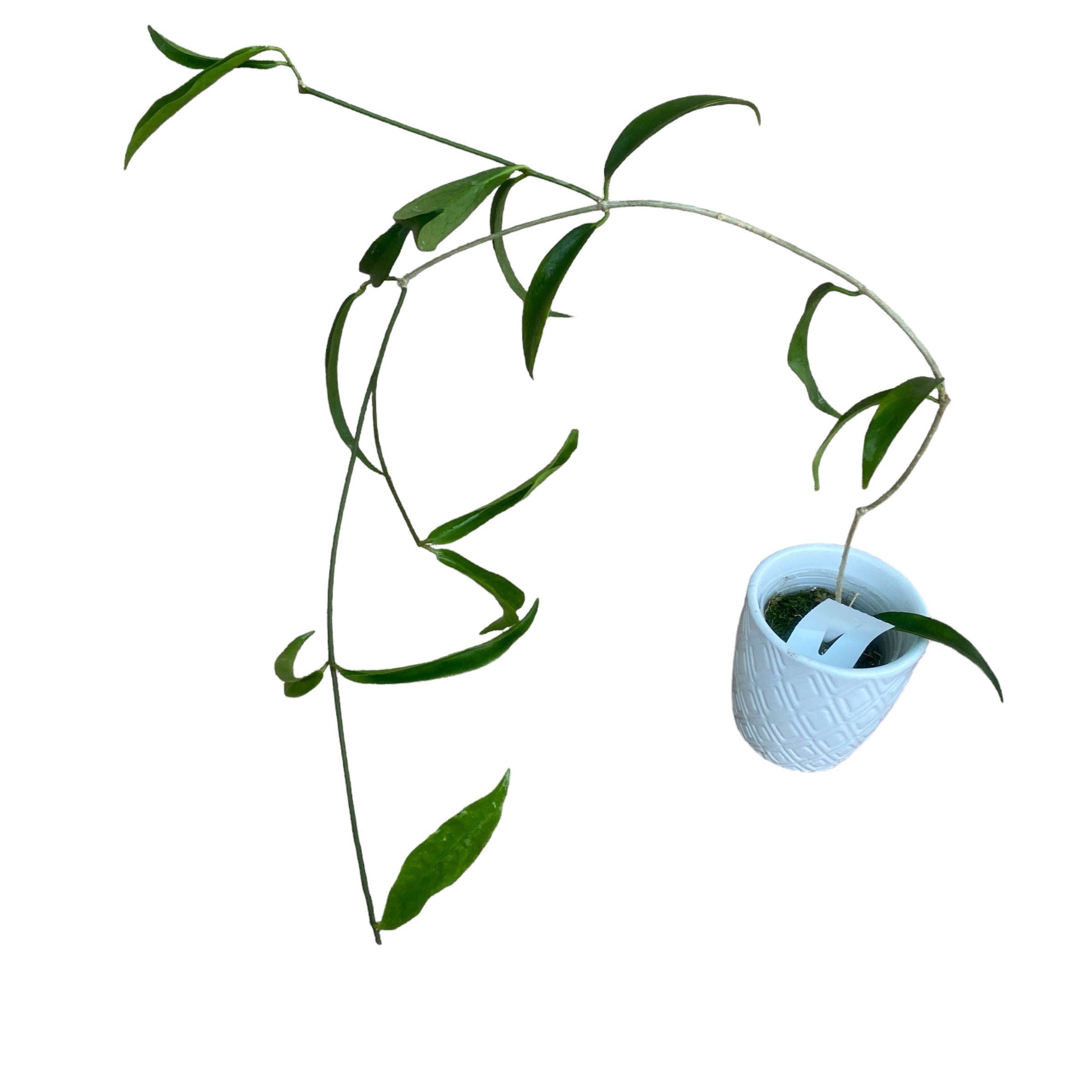 Hoya filiformis (Hoya chlorantha var. tutuilensis) - exemplare dezvoltate