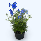 Delphinium grandiflorum – pritlikavi spornik z živahnimi modrimi cvetovi