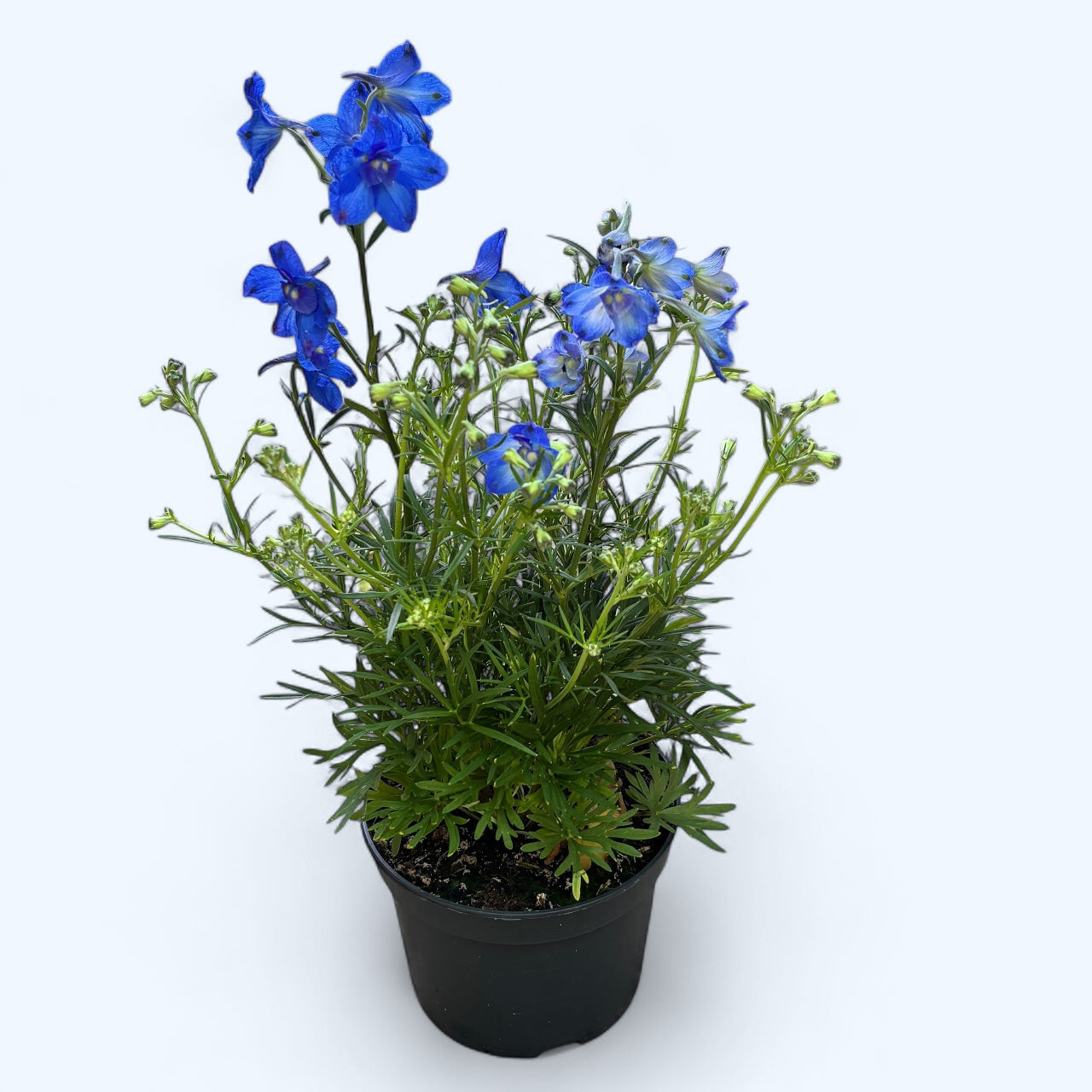 Delphinium grandiflorum – spornic pitic cu flori albastre vibrante
