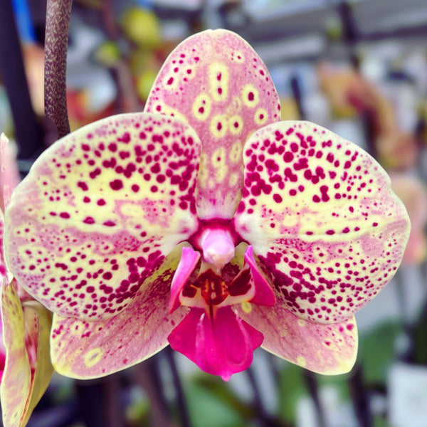 Phalaenopsis Wild Peach