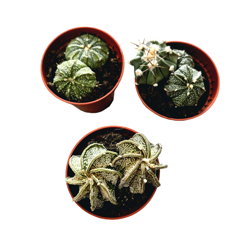 Astrophytum asterias mešanica (Srebrni dolar kaktus)