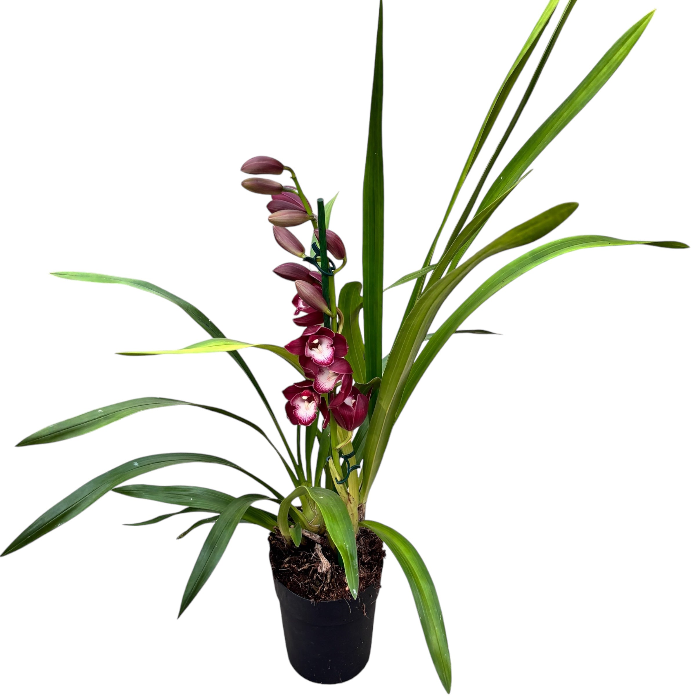 Cymbidium Kalahari Blaze ‘Shiraz’