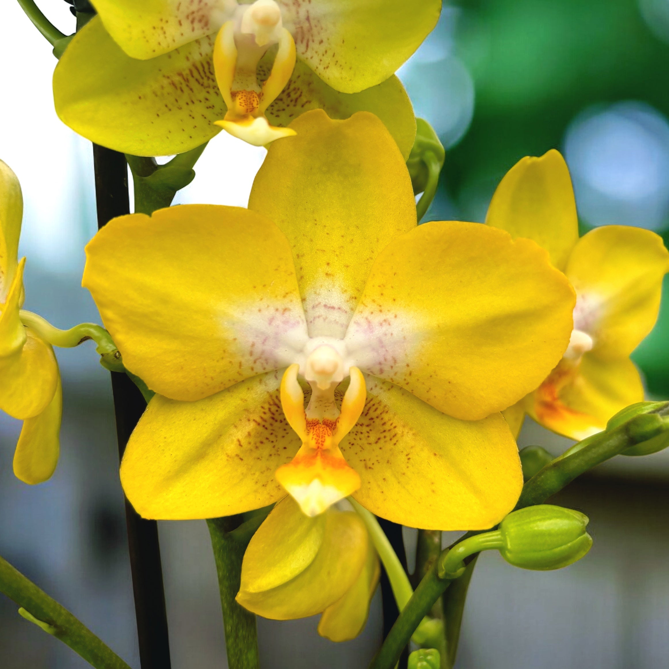 Phalaenopsis Sogo Pride (Yellowcup, Arezzo) fragrant