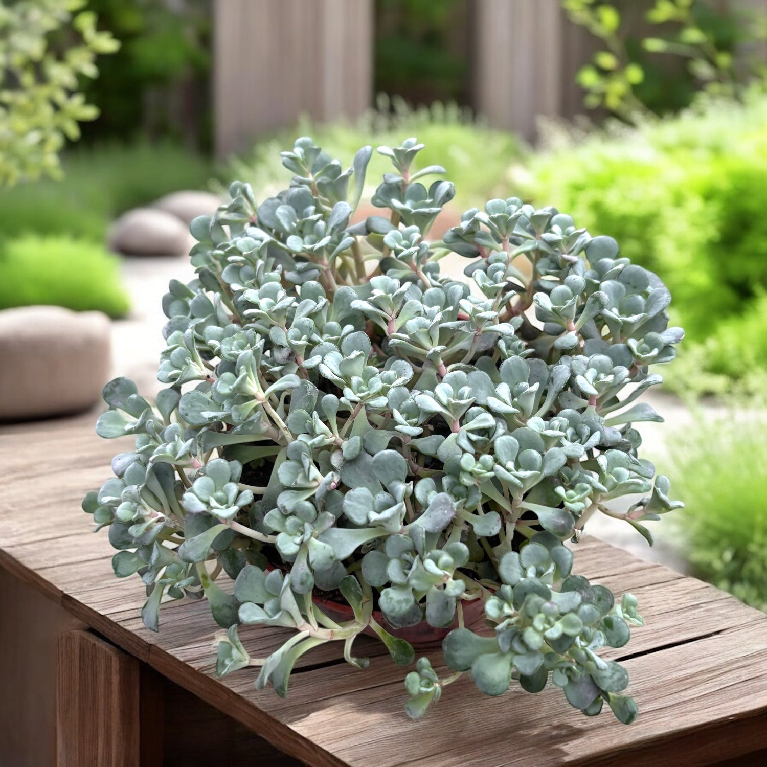 Sedum spathulifolium 'Cape Blanco'