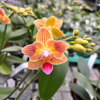 Phalaenopsis Chingruey's Goldstaff '520' (pélorique) - parfumée