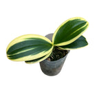 Phalaenopsis Sogo Vivien 'SOGO F858' (variegata & peloric) - strong variegation