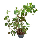 Eukaliptus - Eucalyptus polyanthemos (Czerwone pudełko)