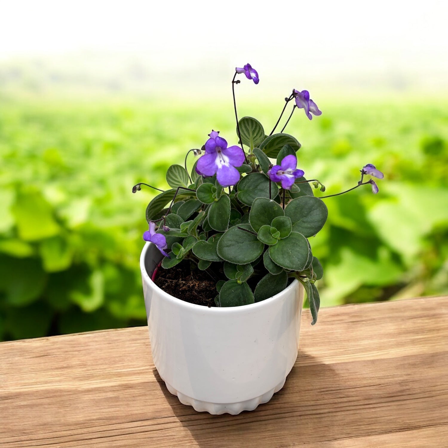 Streptocarpus saxorum - Streptocarpella (planta curgatoare)