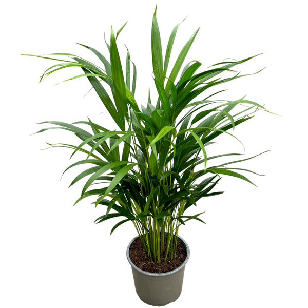 Areca Palm - Chrysalidocarpus lutescens D19