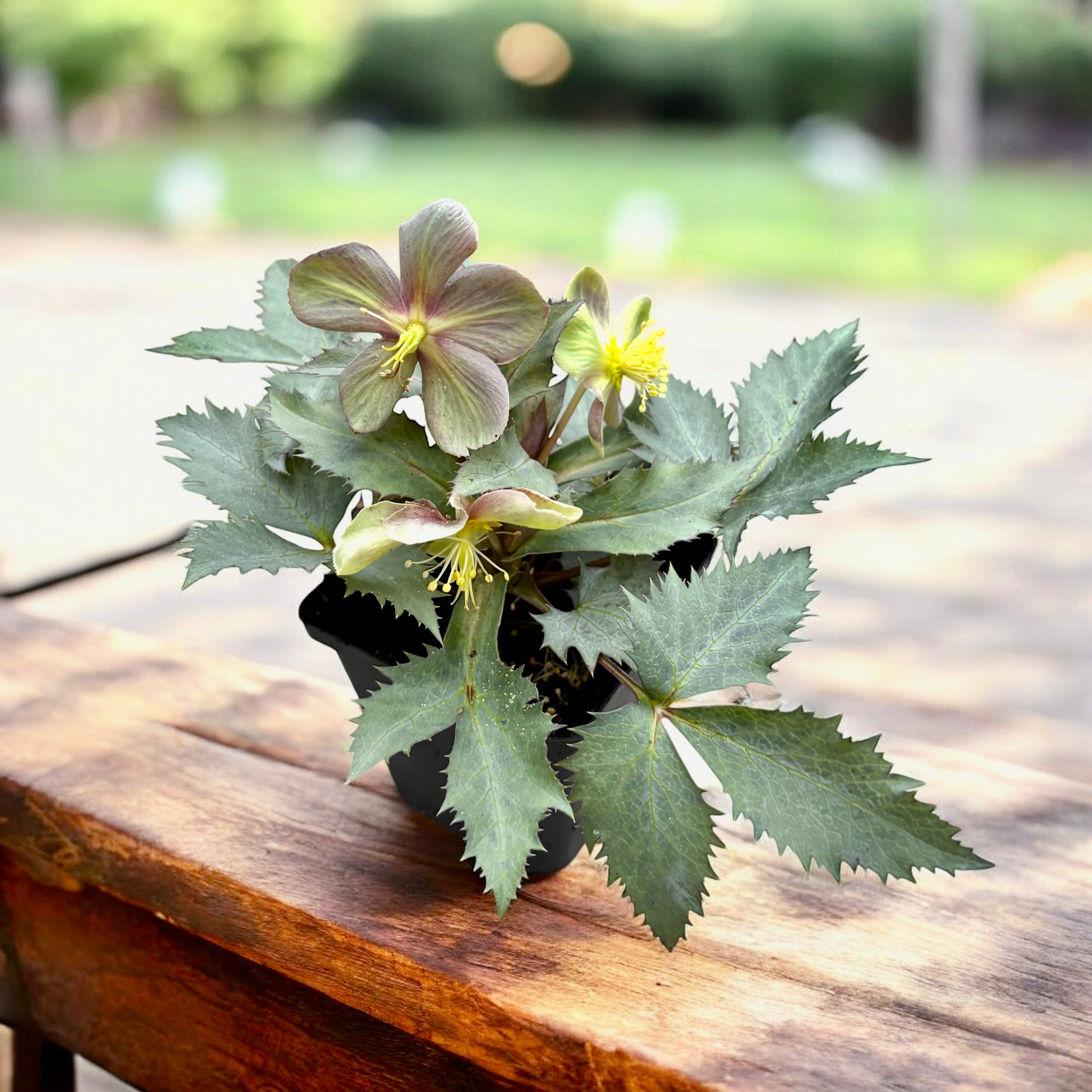 Helleborus × sternii ‘Silver Star’ - spanz de iarna