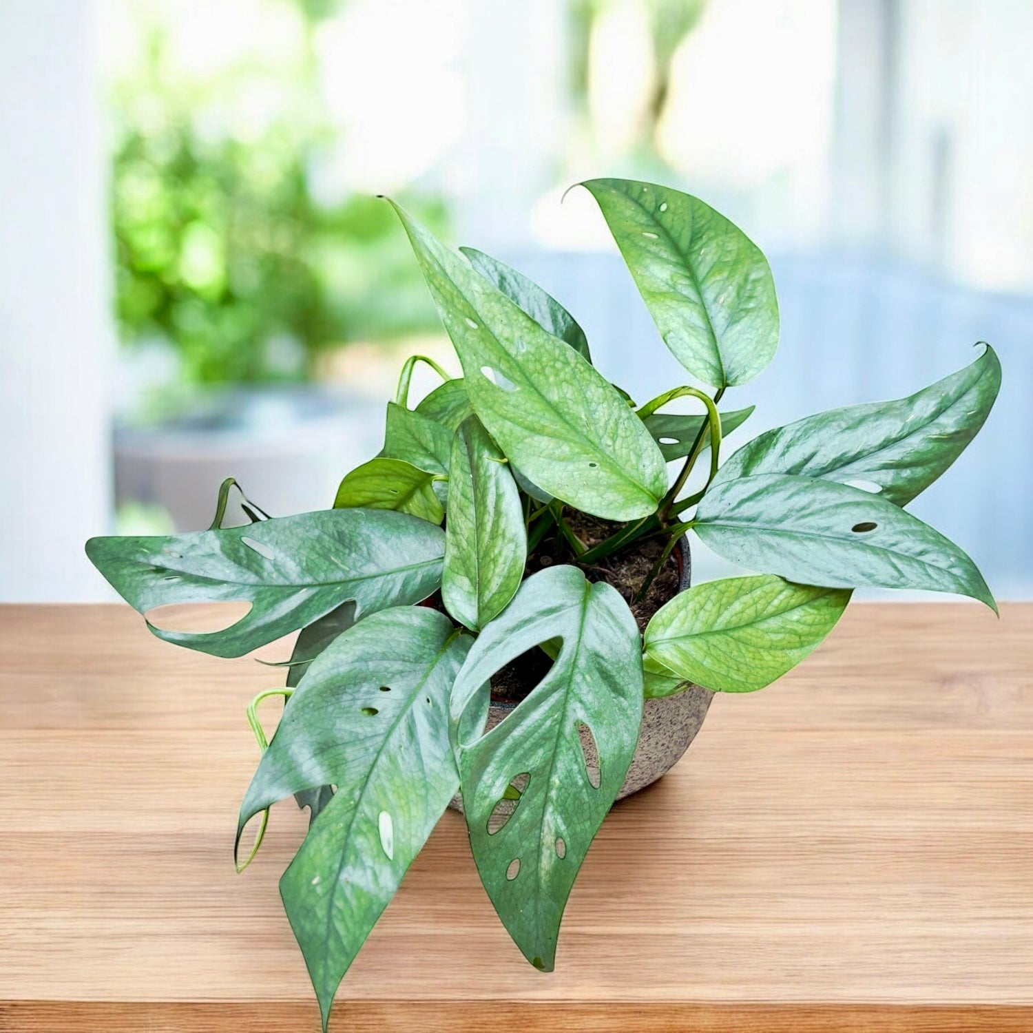 Epipremnum pinnatum ‘Cebu Blue' - planta exotica cu frunze satinate si crestere spectaculoasa