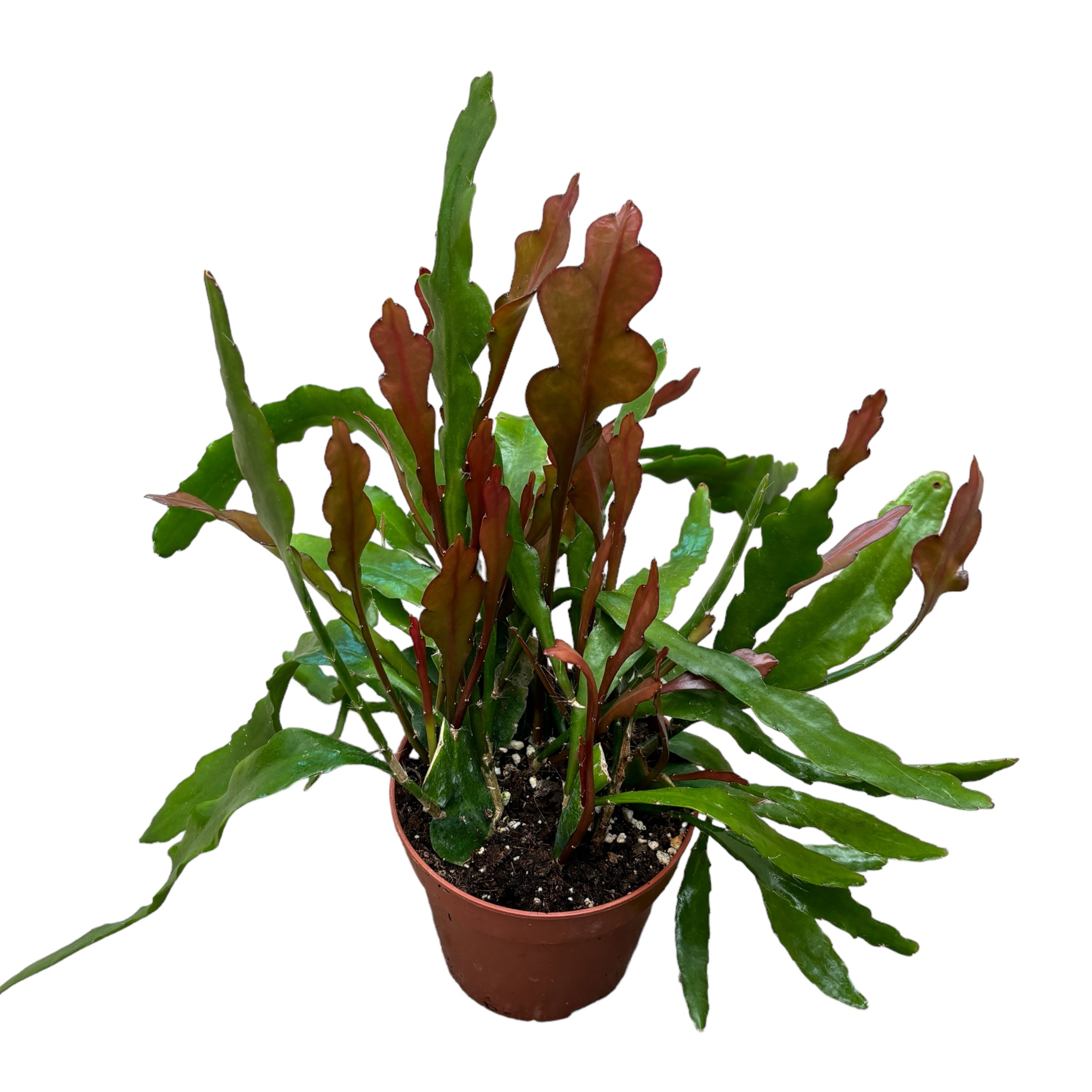 Epiphyllum Anguliger 'Red Fire' (Zig Zag Cactus) - cactusul orhidee