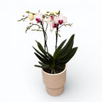Phalaenopsis Topolino