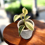 Vanilla planifolia 'Albo-Variegata' - Orhideea de vanilie