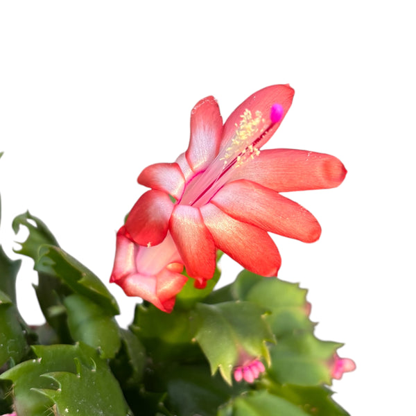 Orange Schlumbergera 'Orange' (Weihnachten) 2pp