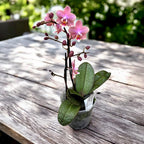 Phalaenopsis Odorion (Aromio Sweet) * flori intens parfumate