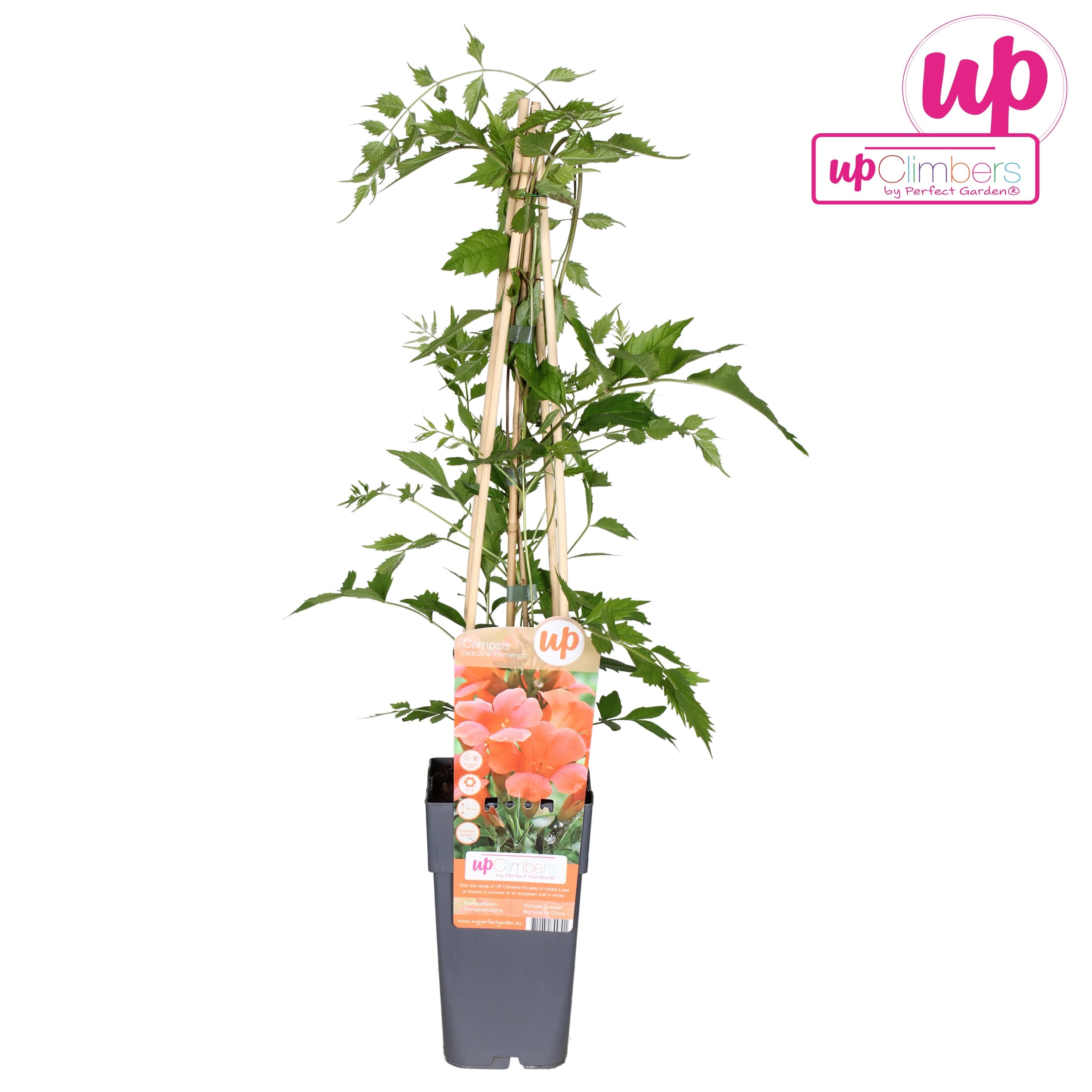 Campsis radicans 'Flamenco' - Narancssárga trombitafolyondár