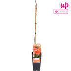 Campsis radicans 'Flamenco' - Luleaua turcului orange