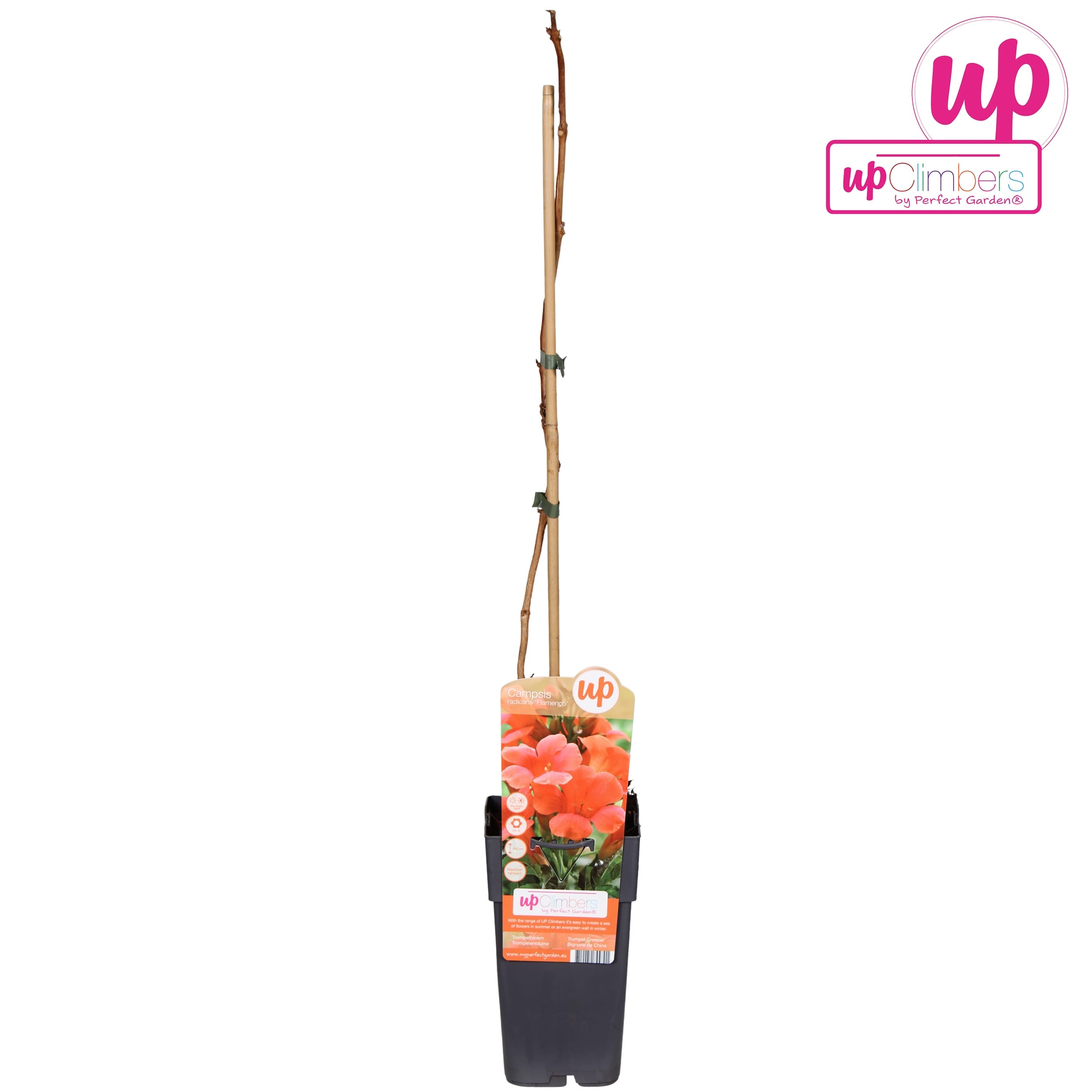 Campsis radicans 'Flamenco' - Narancssárga trombitafolyondár