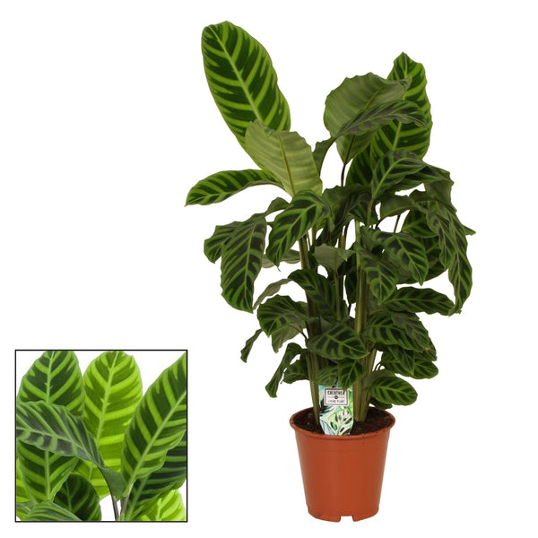 Calathea Zebrina (Zebrapflanze) – XL-Exemplare