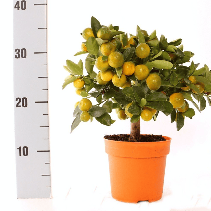 Calamondin Oriana (Citrina)