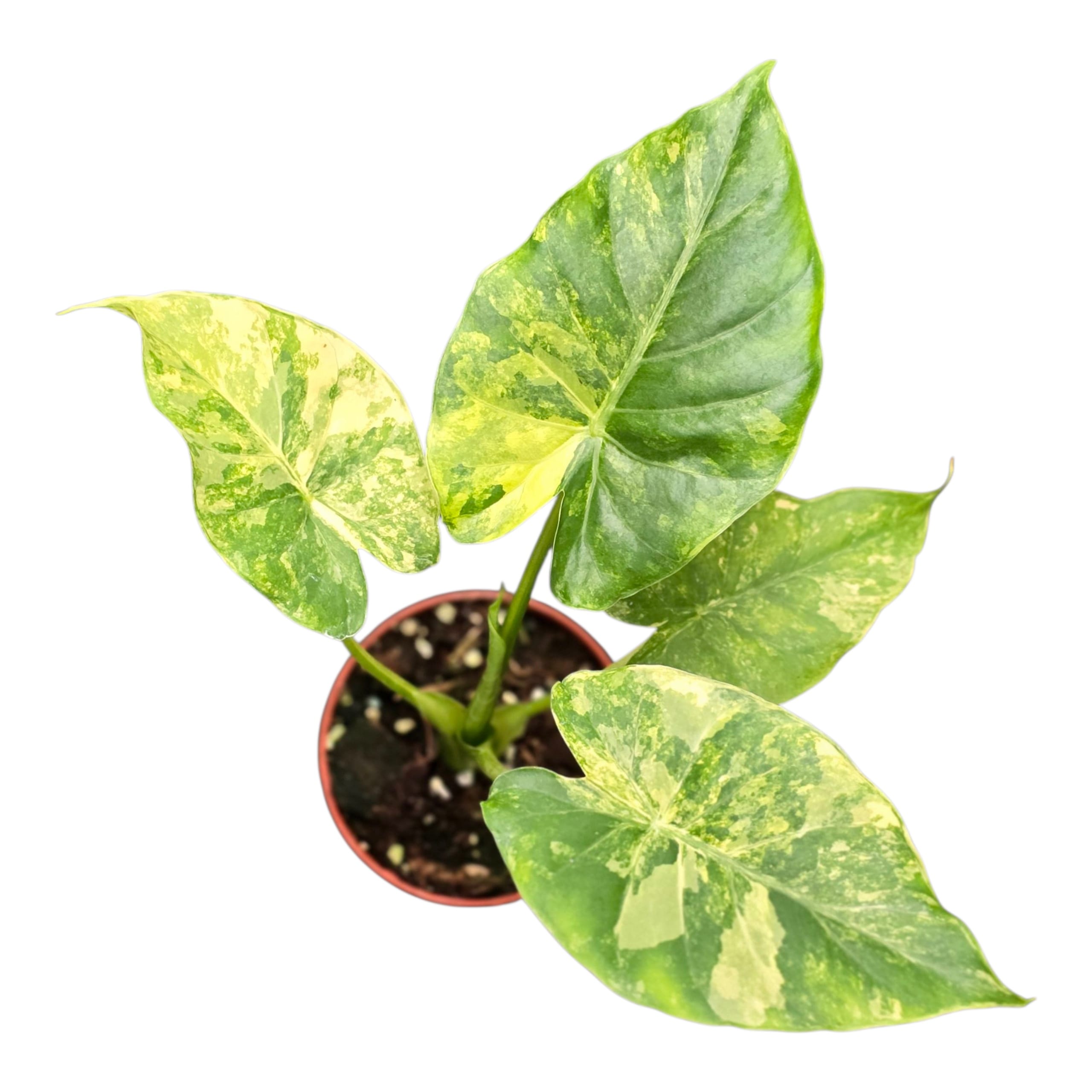 Alocasia odora 'Aurea-Variegata' – Secret Garden Plant Shop