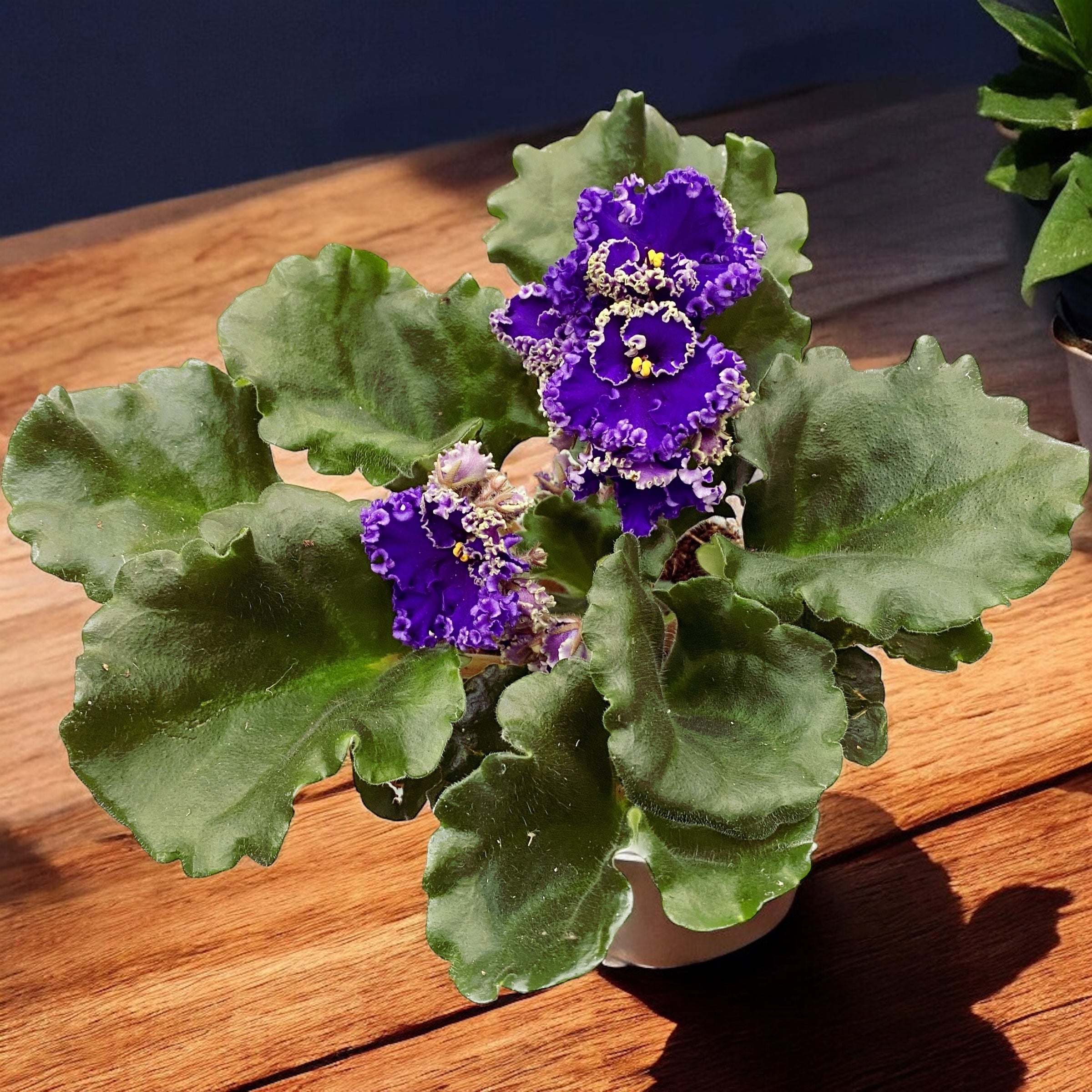 Saintpaulia Optimara Ever Special (Curly Dark Blue)