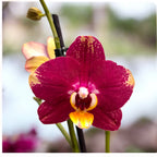 Phalaenopsis Bad Candy