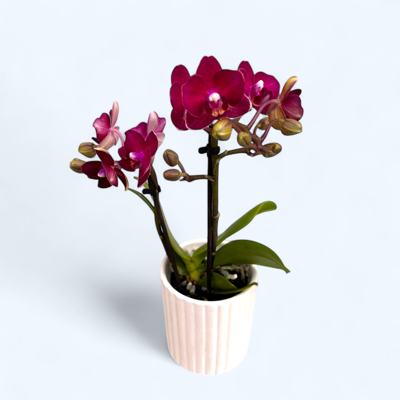 Phalaenopsis Sogo Crimson (Lola)