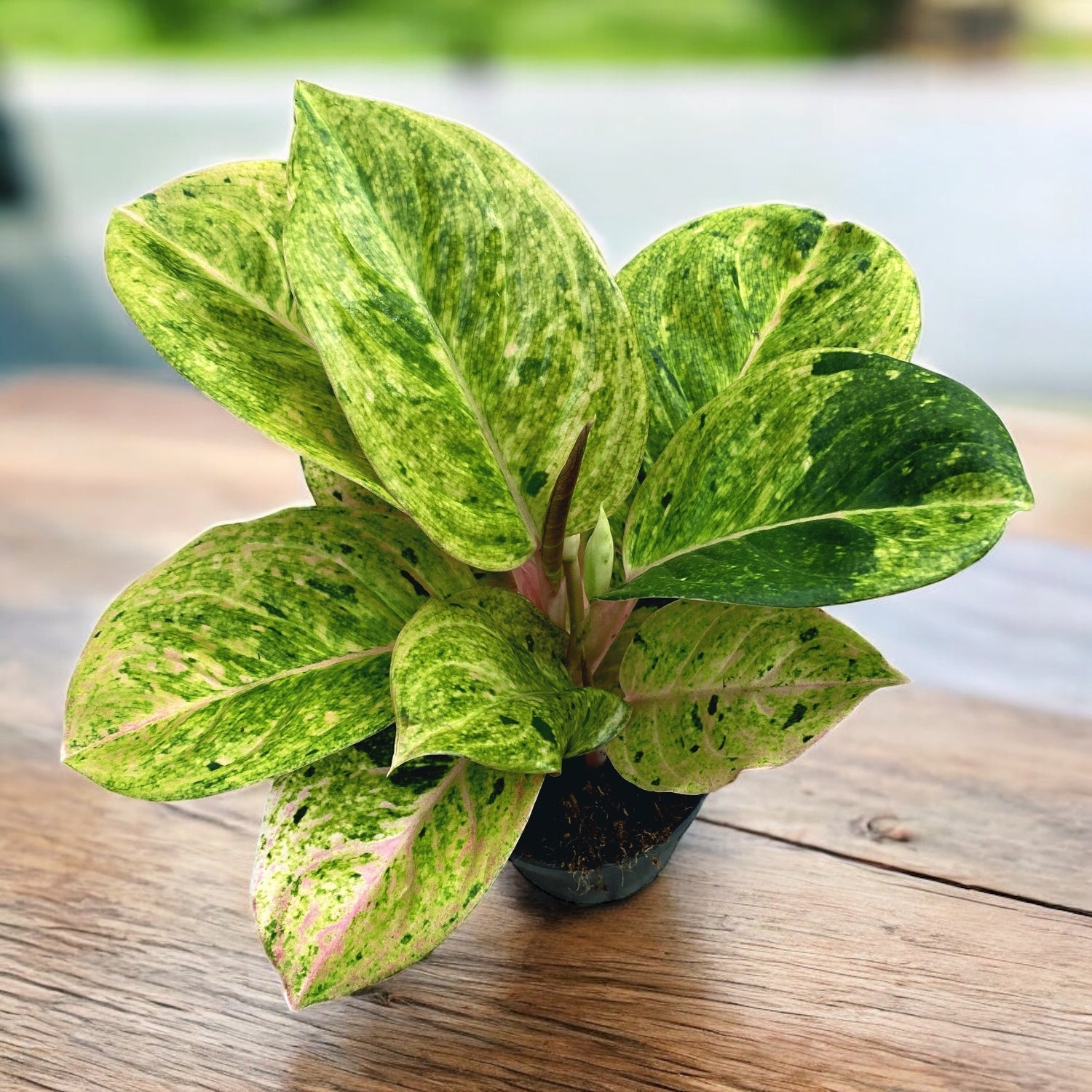 Aglaonema 'Apple Fantasy' -  frunzis colorat si eleganta tropicala