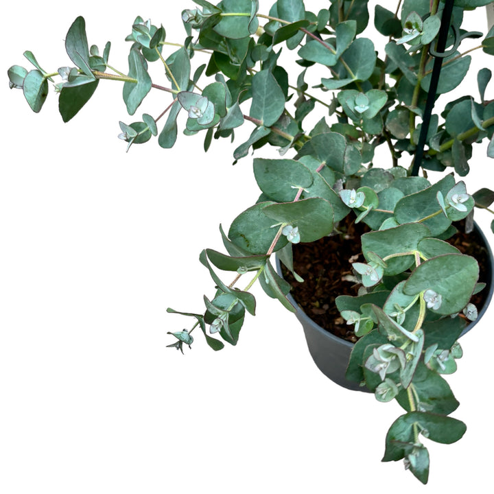 Eucalipt - Eucalyptus urnigera (Urn Tree)