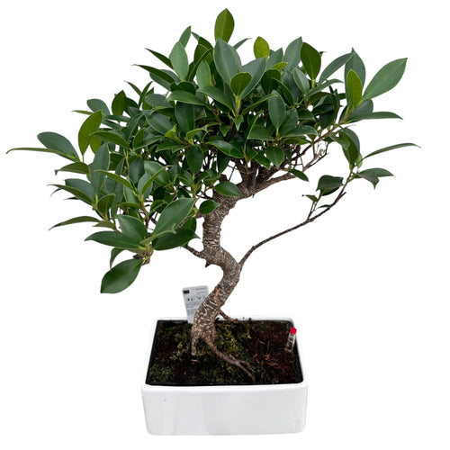 Bonsai Ficus (watersystem) – Secret Garden Plant Shop