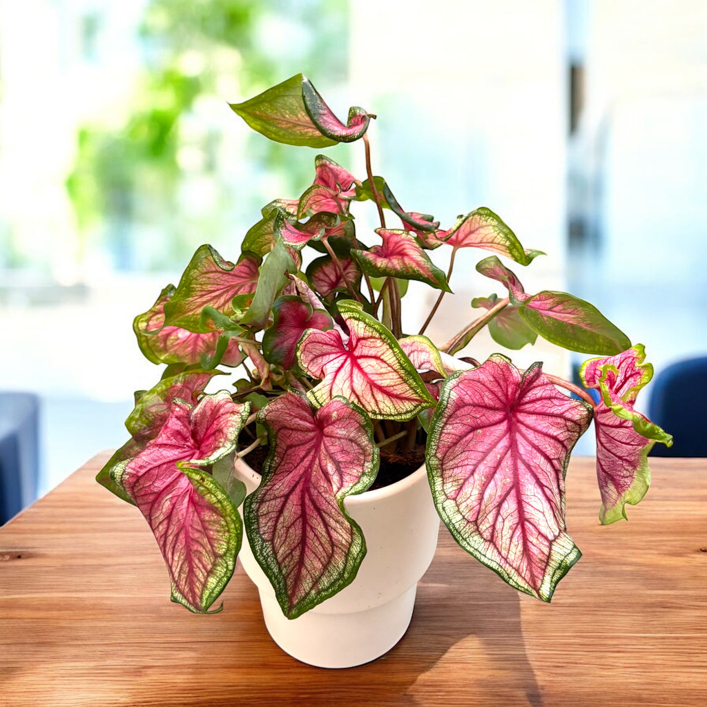 Caladium ‘Puppy Love’ - frunzis romantic in nuante de roz si verde pastel