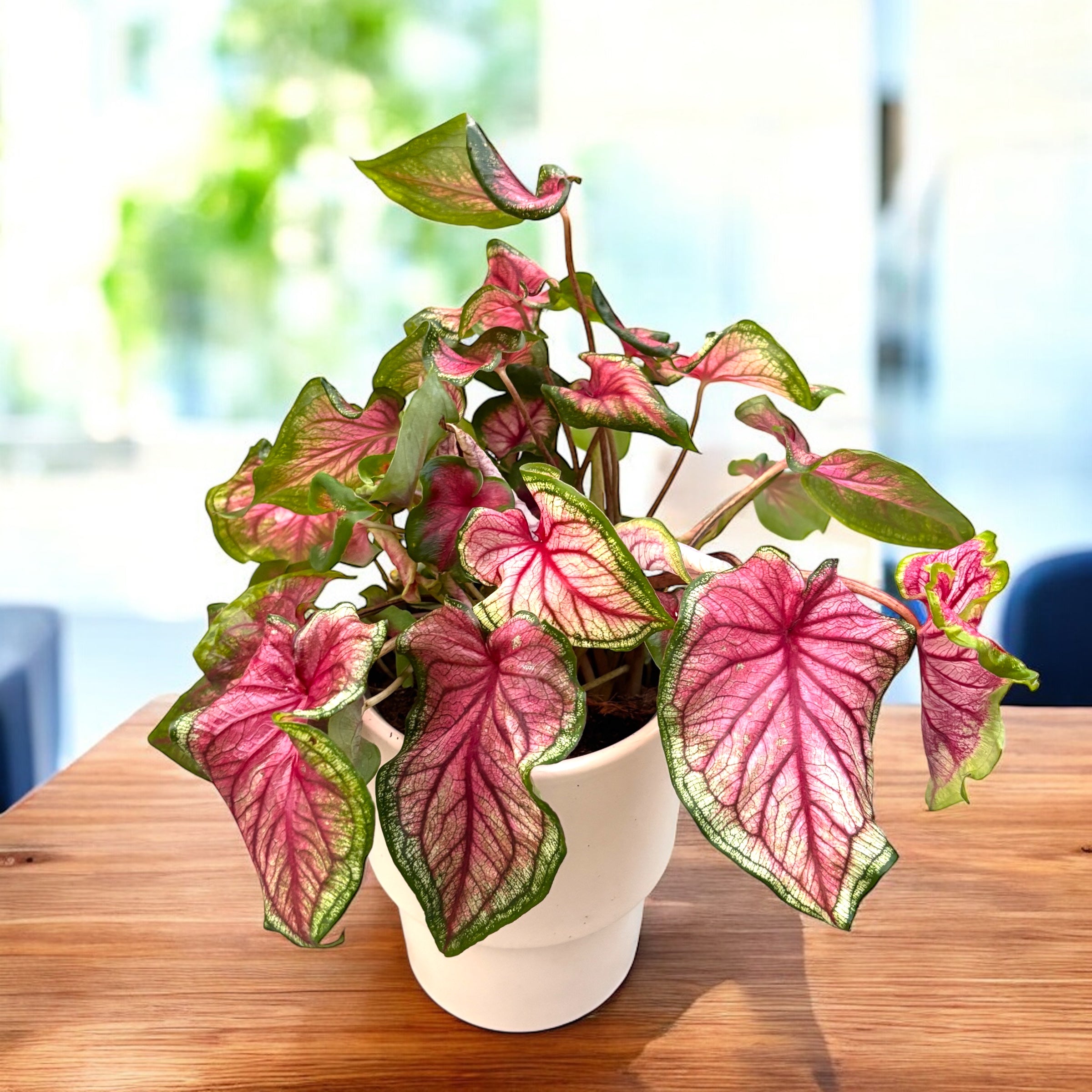 Caladium ‘Puppy Love’ - frunzis romantic in nuante de roz si verde pastel