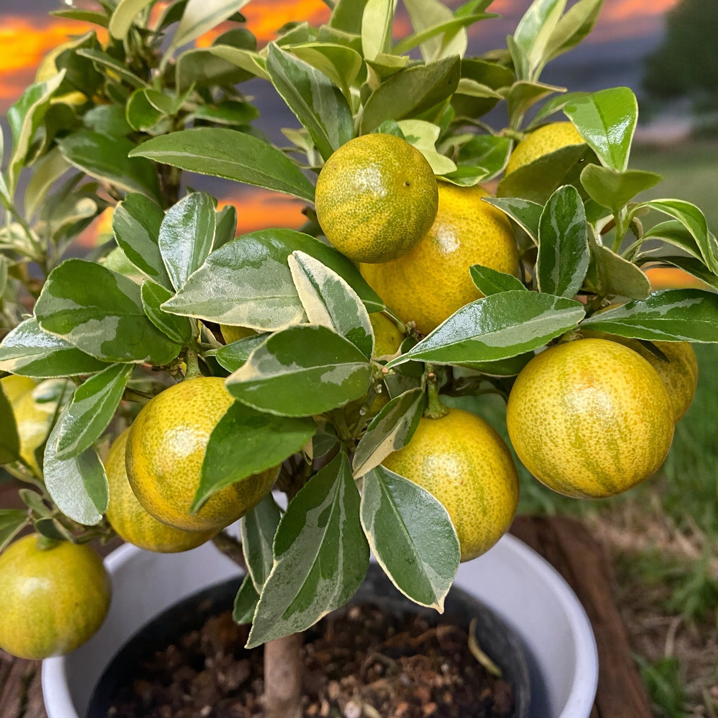 Citrus microcarpa 'Variegata'