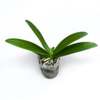 Phalaenopsis Summer Rose 'Blue Star' - vonná