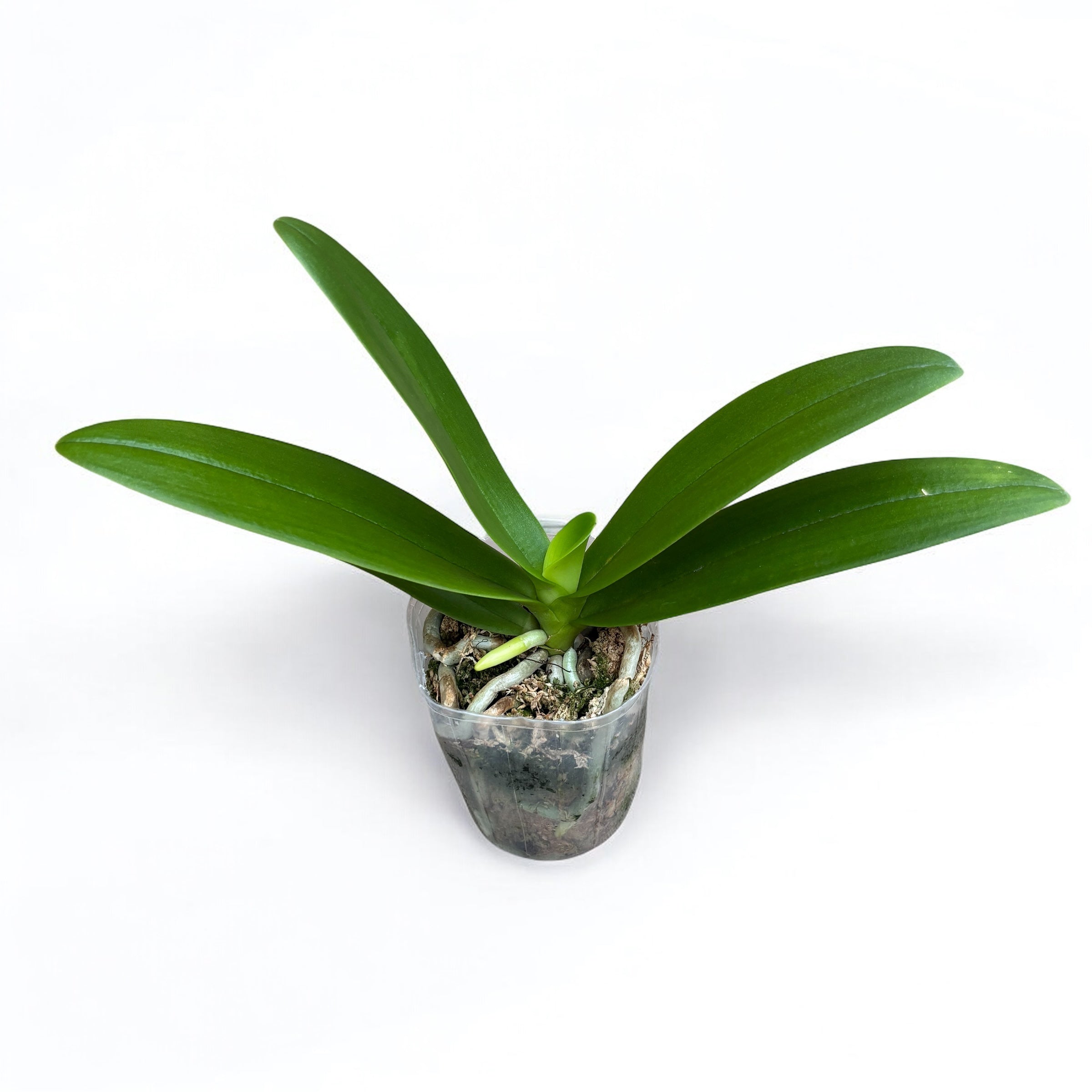 Phalaenopsis Summer Rose 'Blue Star' - fragrant