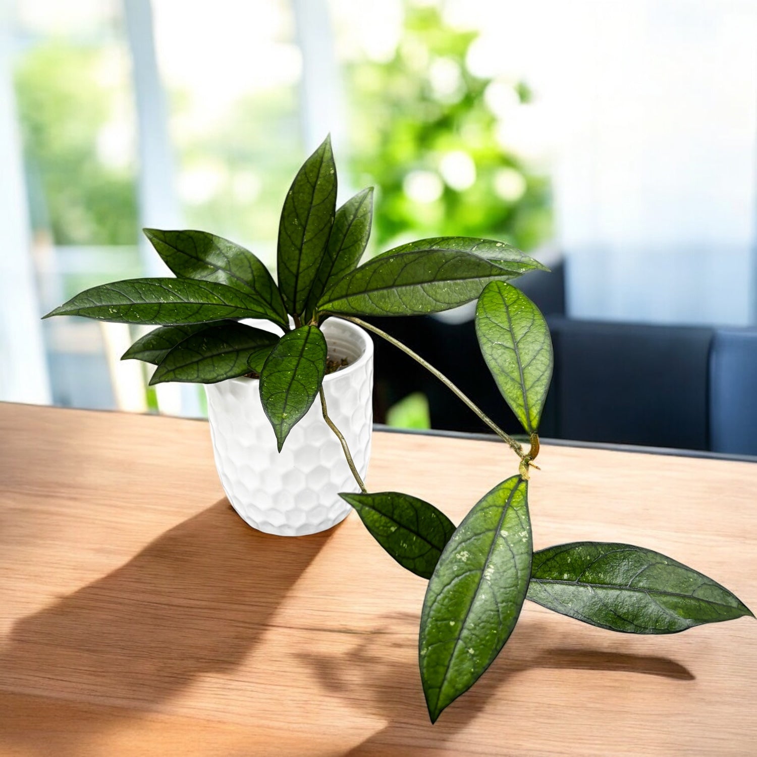 Hoya hainanensis (sp. DaNang Vietnam) - flori parfumate