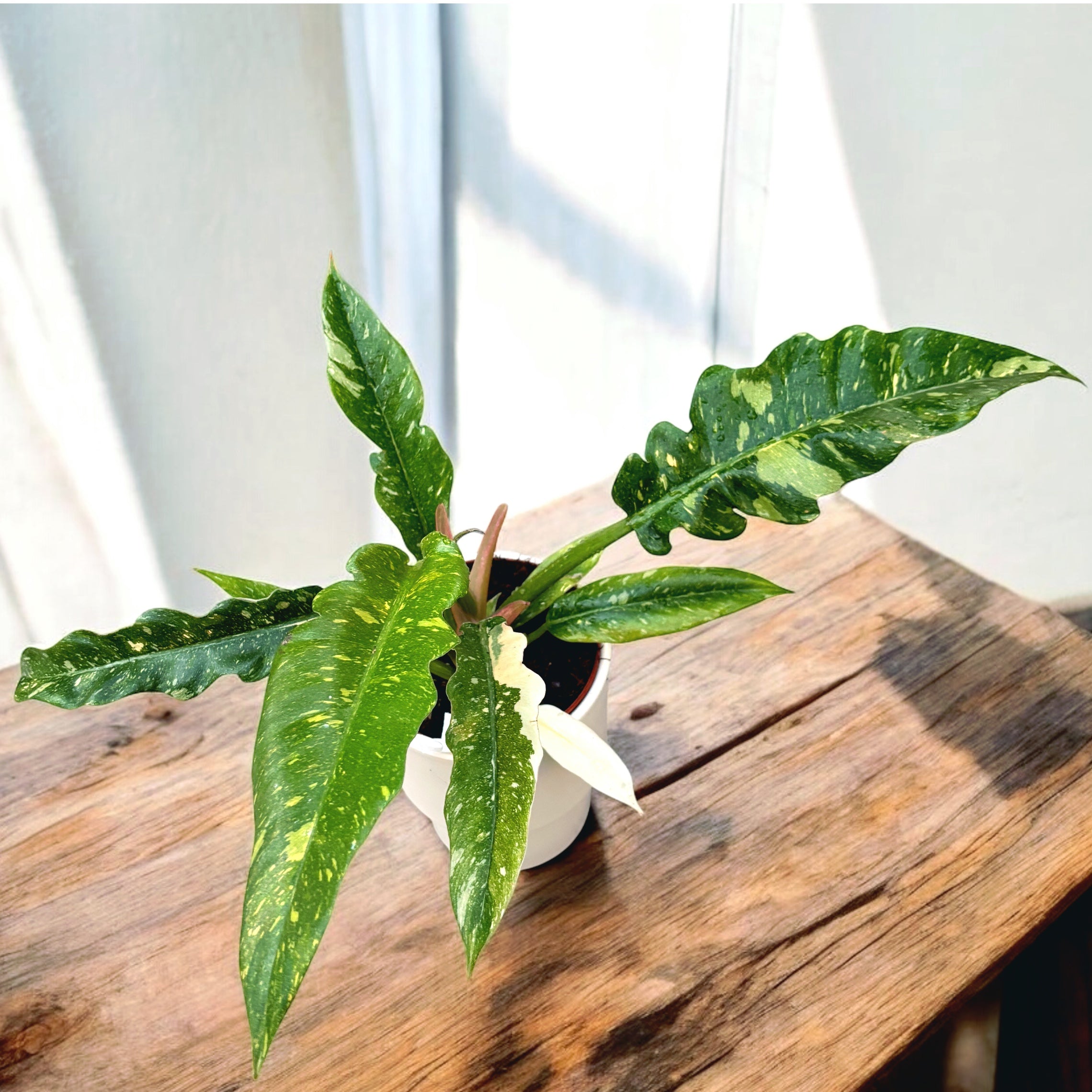 Philodendron 'Ring of Fire' D12