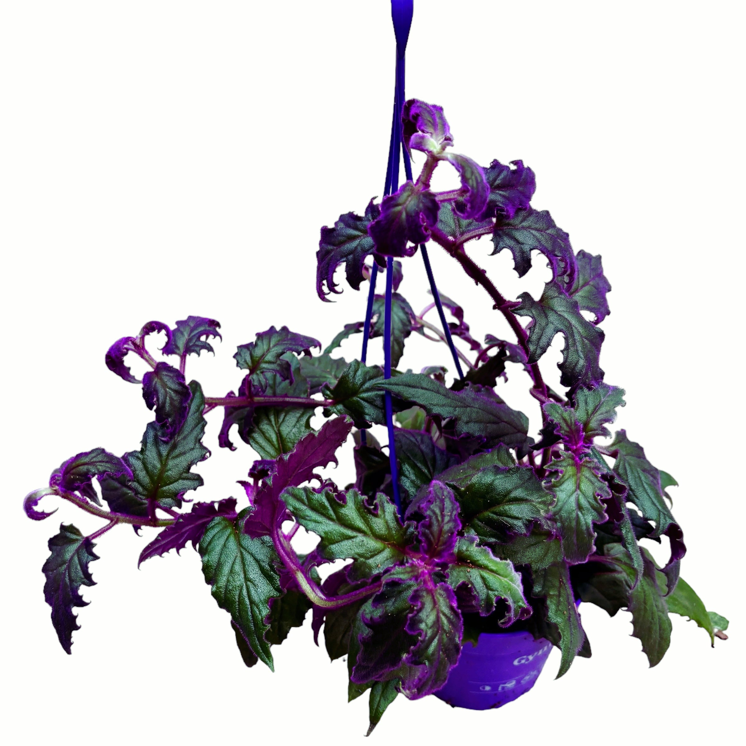 Gynura aurantiaca 'Purple Passion' (planta cu frunze de catifea) - 5pp