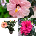 Hibiscus rosa-sinensis -Trandafir japonez cu floarea dubla (2 culori/ghiveci)