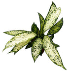 Dieffenbachia Vesuvius