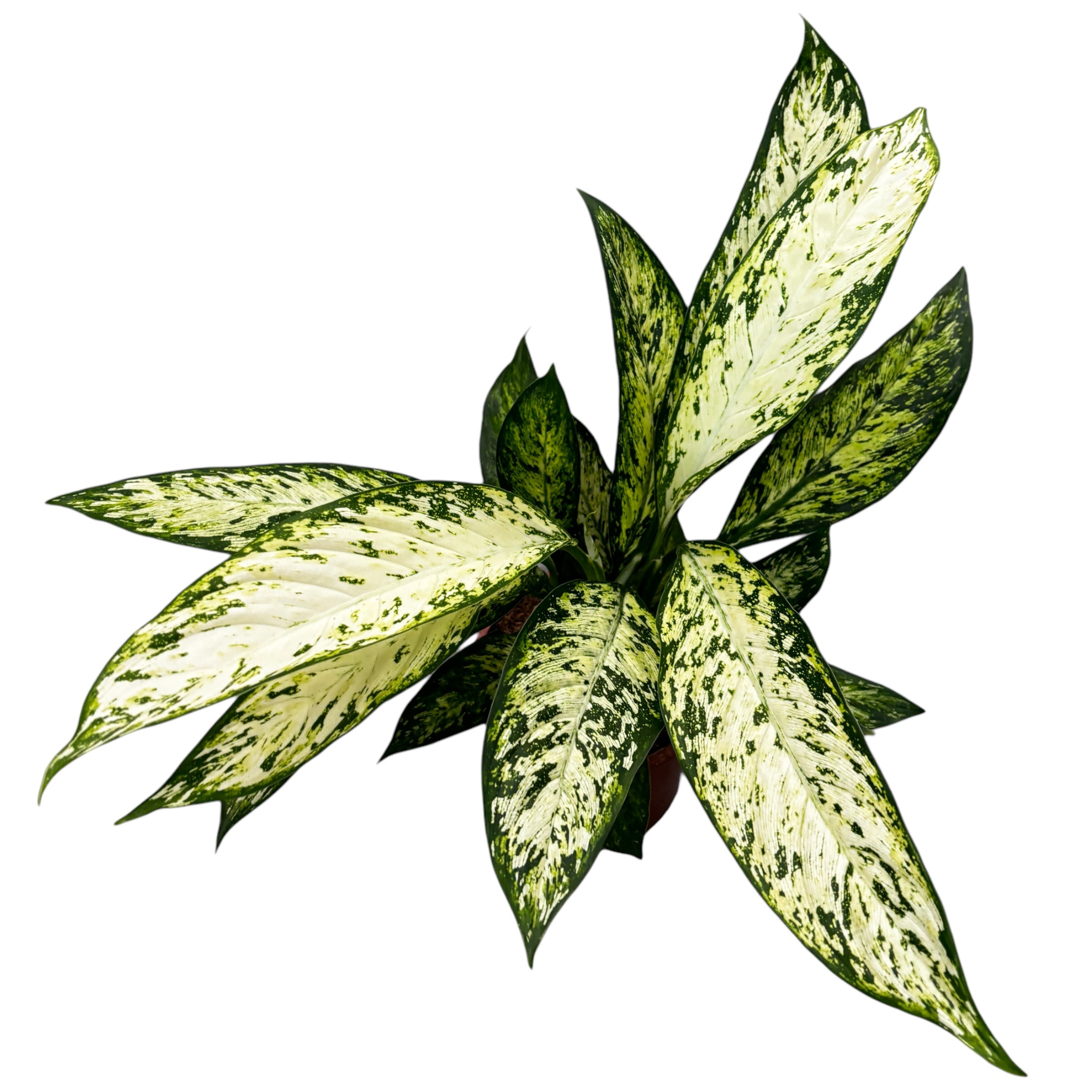 Dieffenbachia Vesuvius