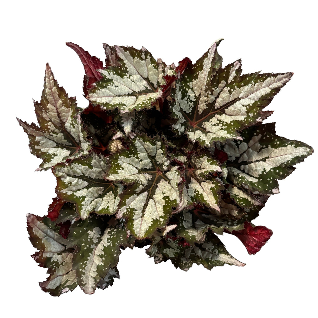 Μπεγόνια 'Bewitched Wintergreen'