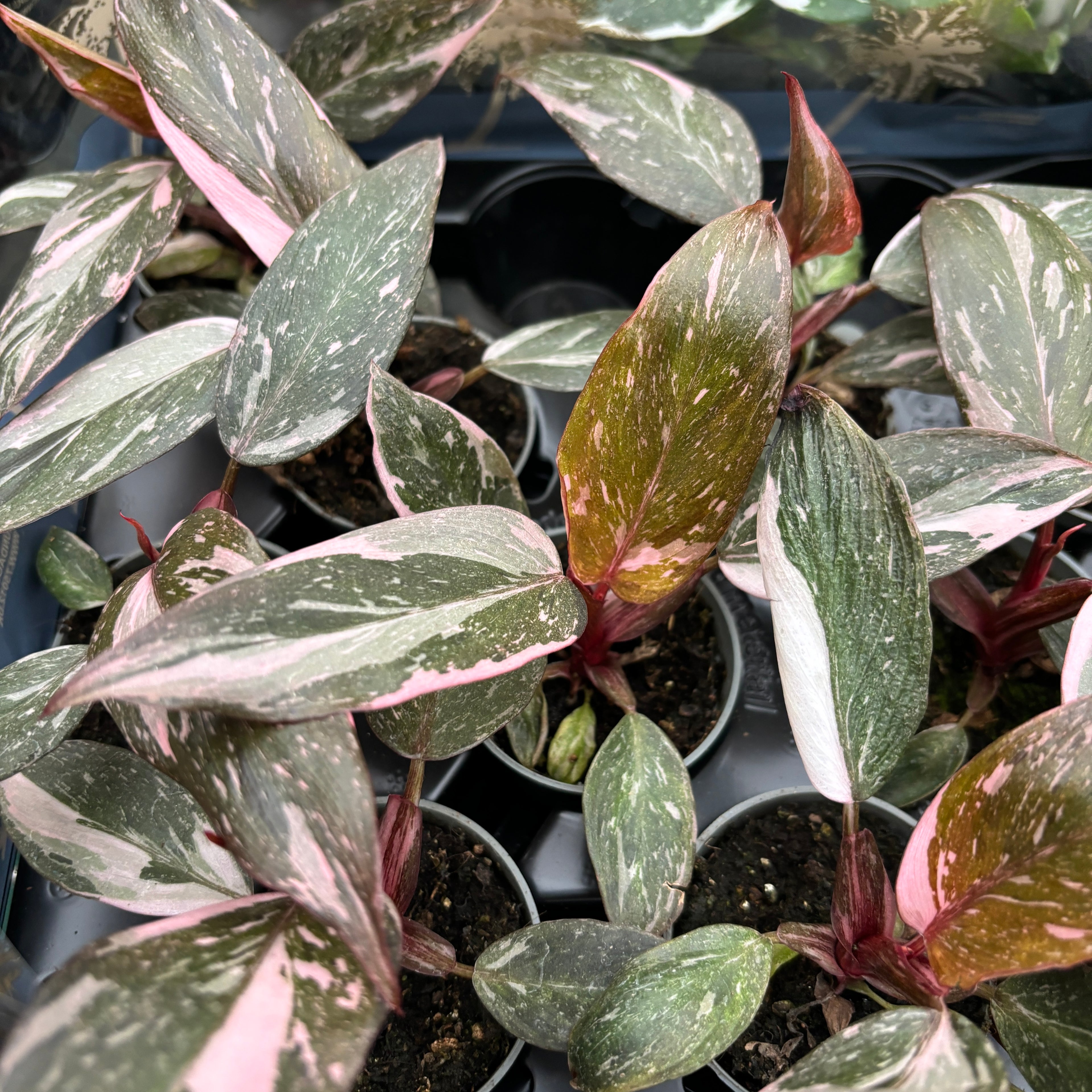 Philodendron 'Pink Princess Marble' D7 (babyplant)